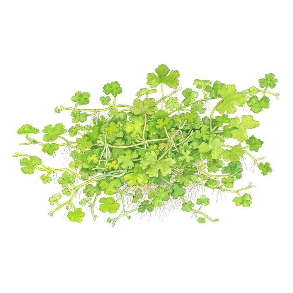 Hydrocotyle tripartita 1-2-Grow 039B TC | Tissue Cultures | Largest Tropical Fish Selection at Your Local Fish Store