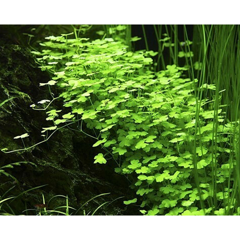 Hydrocotyle tripartita 1-2-Grow 039B TC | Tissue Cultures | Largest Tropical Fish Selection at Your Local Fish Store