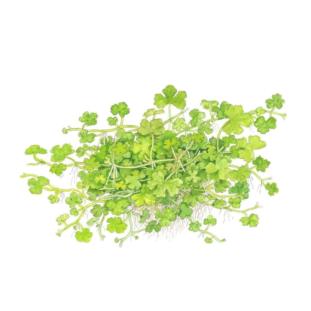 Hydrocotyle tripartita potted 039B | Potted Plants | Largest Tropical Fish Selection at Your Local Fish Store