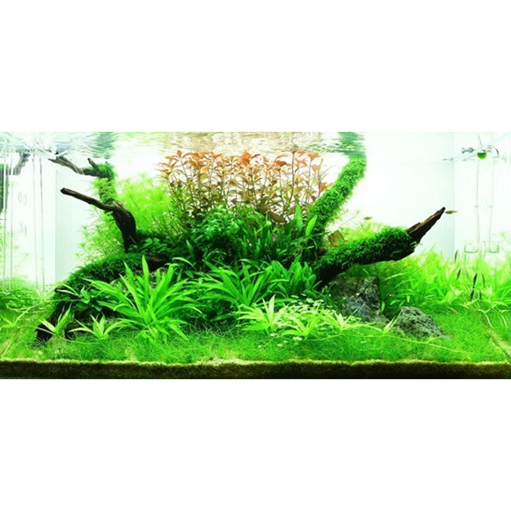Hydrocotyle verticillata potted 039 | Potted Plants | Largest Tropical Fish Selection at Your Local Fish Store