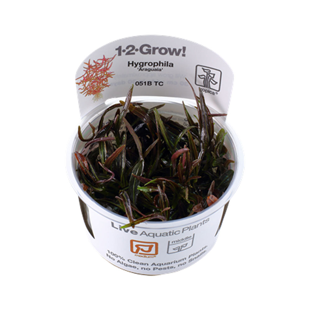 Hygrophila 'Araguaia' 1-2-Grow 051B TC | Tissue Cultures | Largest Tropical Fish Selection at Your Local Fish Store