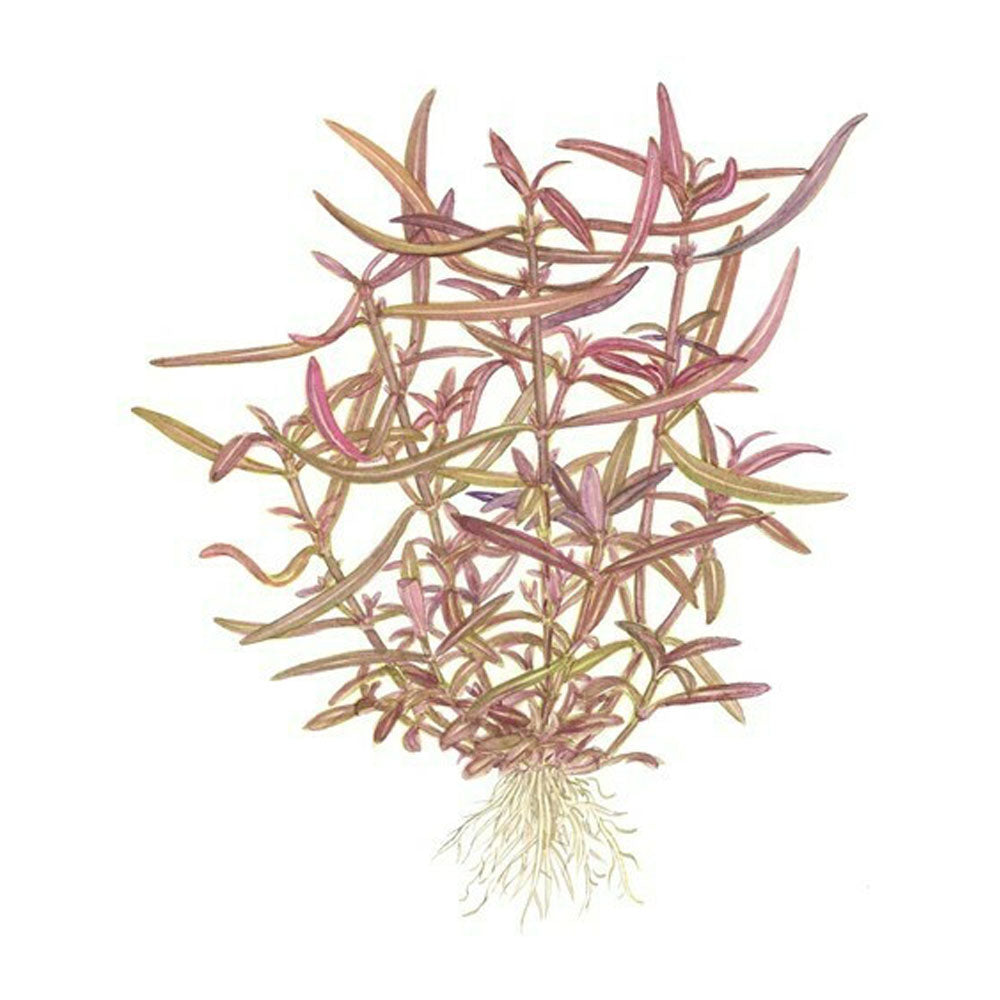 Hygrophila 'Araguaia' 1-2-Grow 051B TC | Tissue Cultures | Largest Tropical Fish Selection at Your Local Fish Store