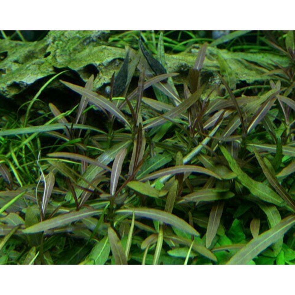 Hygrophila 'Araguaia' 1-2-Grow 051B TC | Tissue Cultures | Largest Tropical Fish Selection at Your Local Fish Store