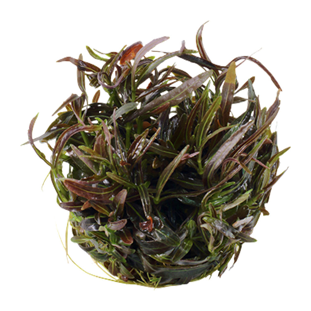 Hygrophila 'Araguaia' 1-2-Grow 051B TC | Tissue Cultures | Largest Tropical Fish Selection at Your Local Fish Store