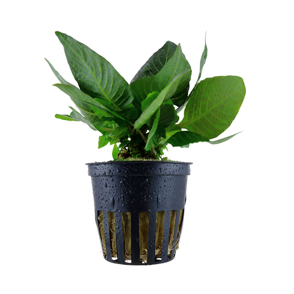 Hygrophila 'Compact' potted 052D | Potted Plants | Largest Tropical Fish Selection at Your Local Fish Store