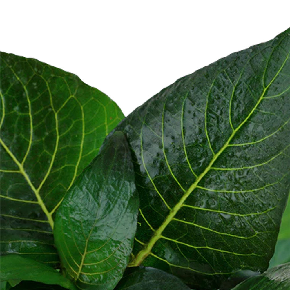 Hygrophila 'Compact' potted 052D | Potted Plants | Largest Tropical Fish Selection at Your Local Fish Store