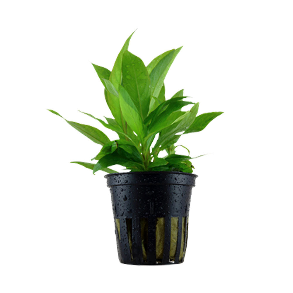 Hygrophila corymbosa 'Siamensis' potted 053B | Potted Plants | Largest Tropical Fish Selection at Your Local Fish Store