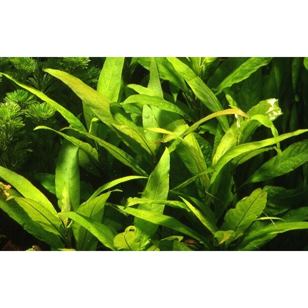 Hygrophila corymbosa 'Siamensis' potted 053B | Potted Plants | Largest Tropical Fish Selection at Your Local Fish Store