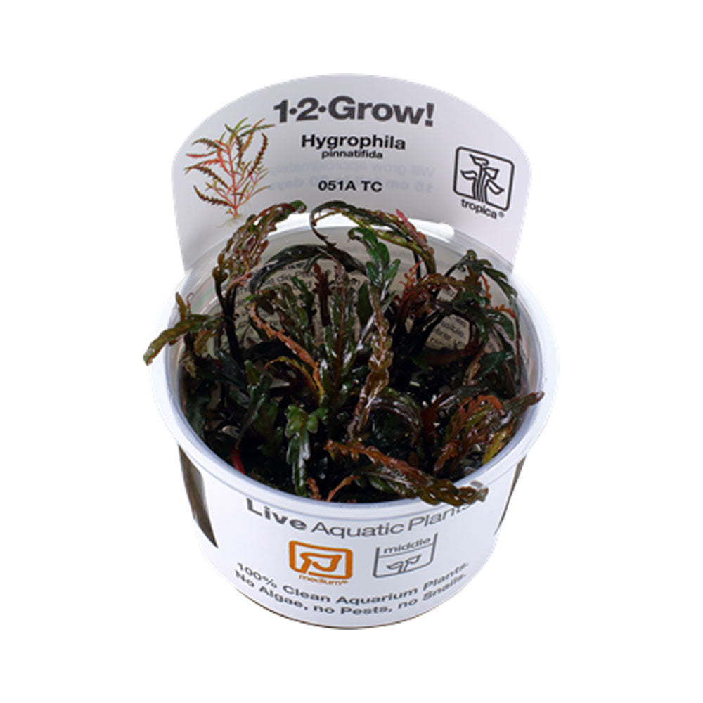 Hygrophila pinnatifida 1-2-Grow 051A TC | Tissue Cultures | Largest Tropical Fish Selection at Your Local Fish Store