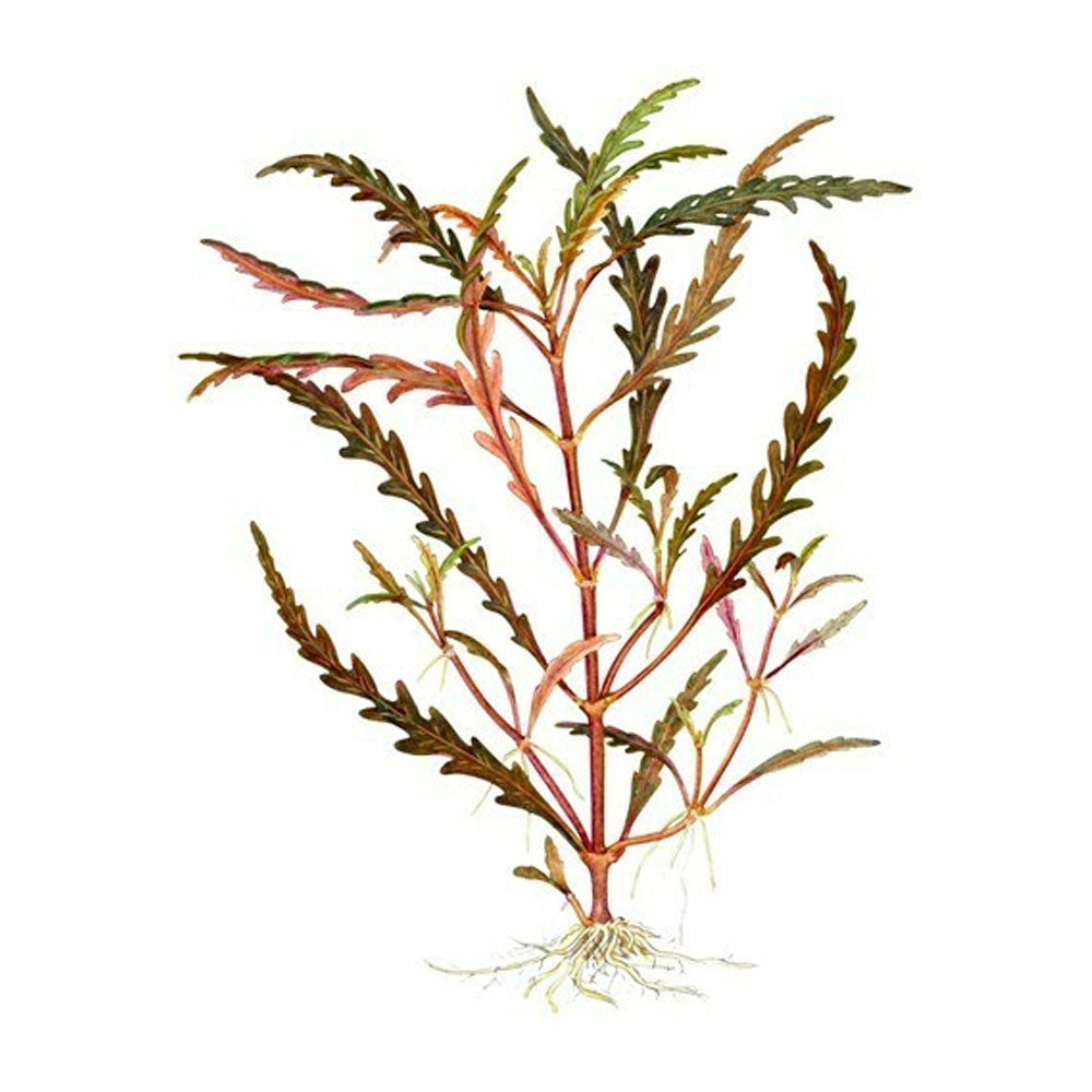 Hygrophila pinnatifida 1-2-Grow 051A TC | Tissue Cultures | Largest Tropical Fish Selection at Your Local Fish Store