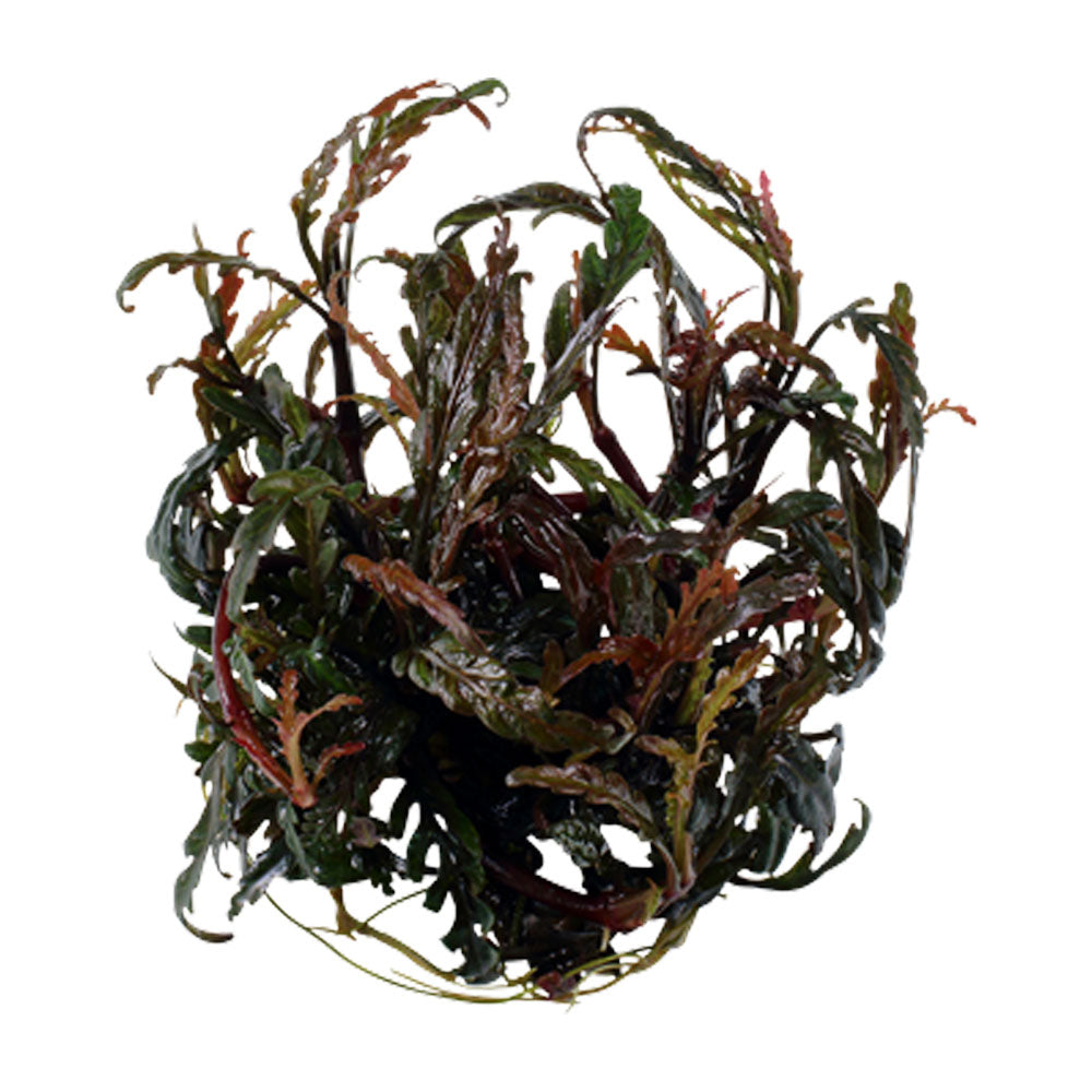 Hygrophila pinnatifida 1-2-Grow 051A TC | Tissue Cultures | Largest Tropical Fish Selection at Your Local Fish Store