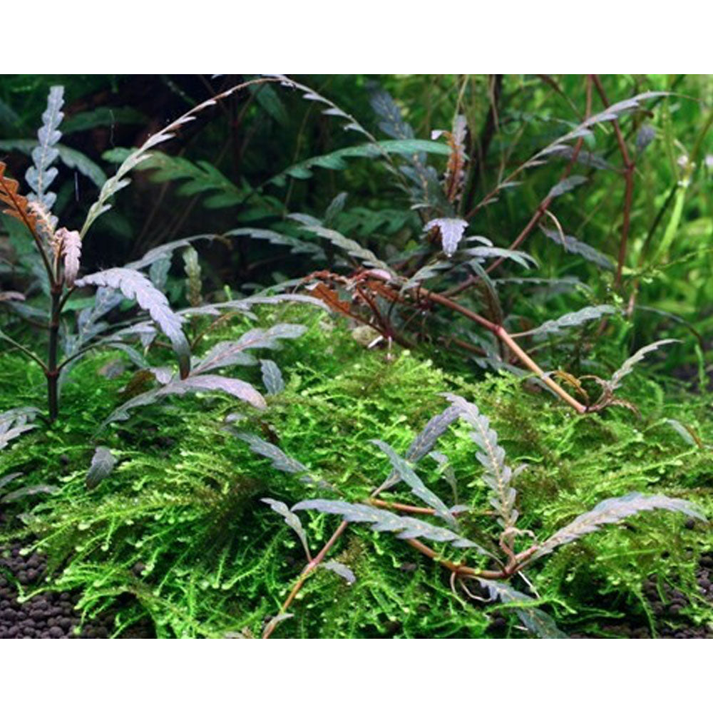 Hygrophila pinnatifida 1-2-Grow 051A TC | Tissue Cultures | Largest Tropical Fish Selection at Your Local Fish Store