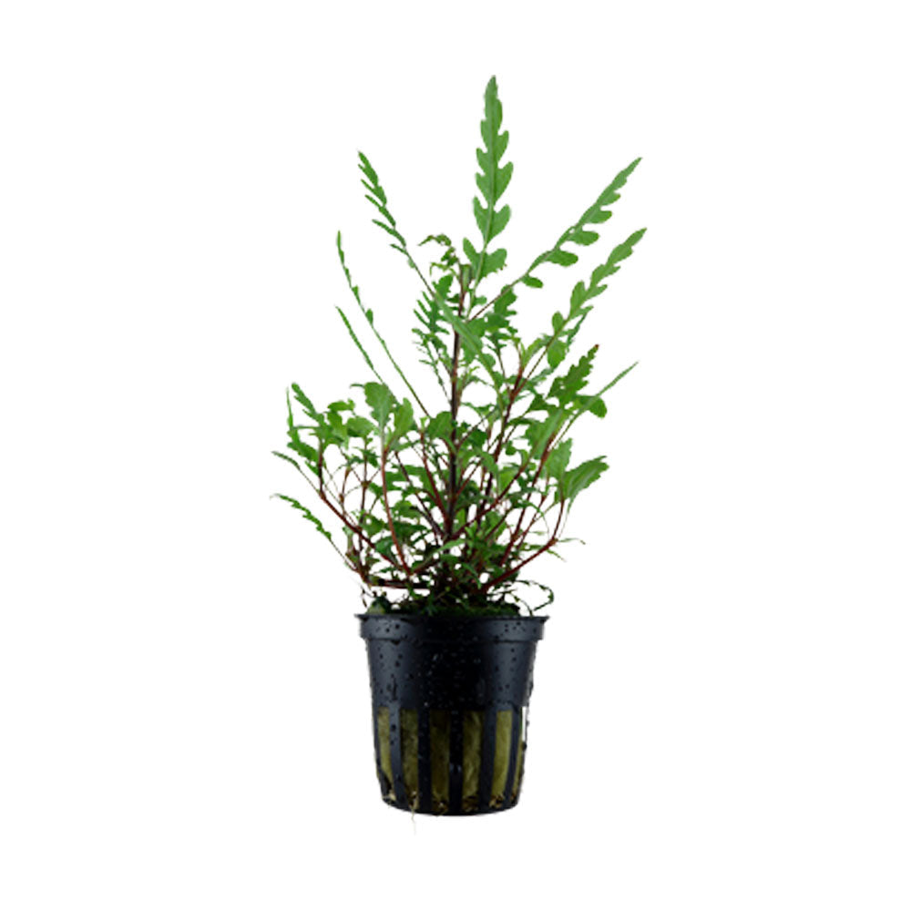 Hygrophila pinnatifida potted 051A | Potted Plants | Largest Tropical Fish Selection at Your Local Fish Store