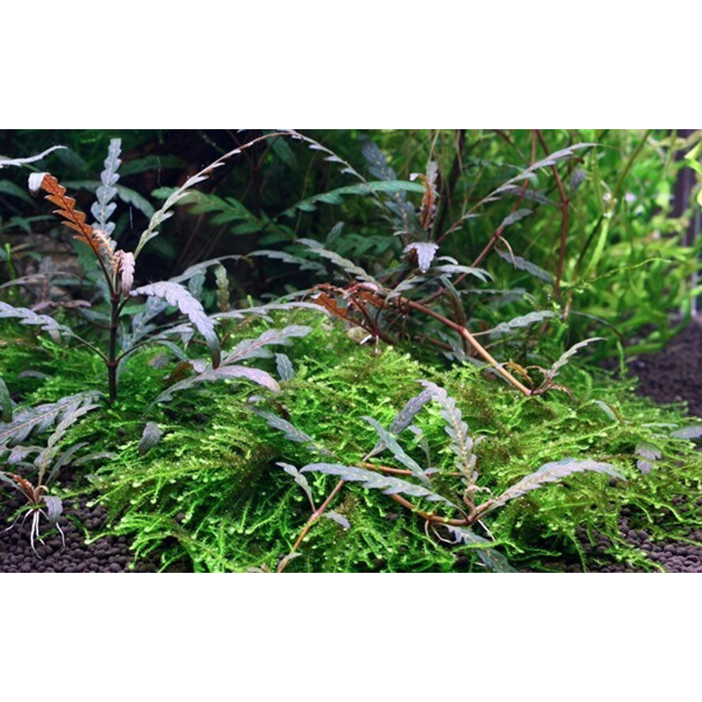 Hygrophila pinnatifida potted 051A | Potted Plants | Largest Tropical Fish Selection at Your Local Fish Store