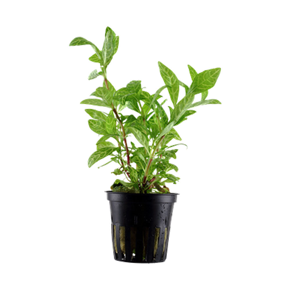 Hygrophila polysperma 'Rosanervig' potted 050B | Potted Plants | Largest Tropical Fish Selection at Your Local Fish Store