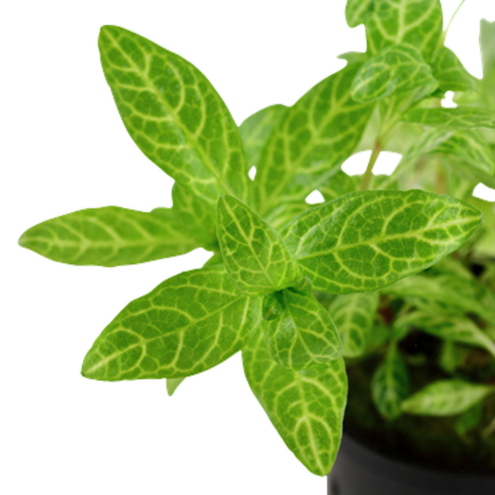 Hygrophila polysperma 'Rosanervig' potted 050B | Potted Plants | Largest Tropical Fish Selection at Your Local Fish Store