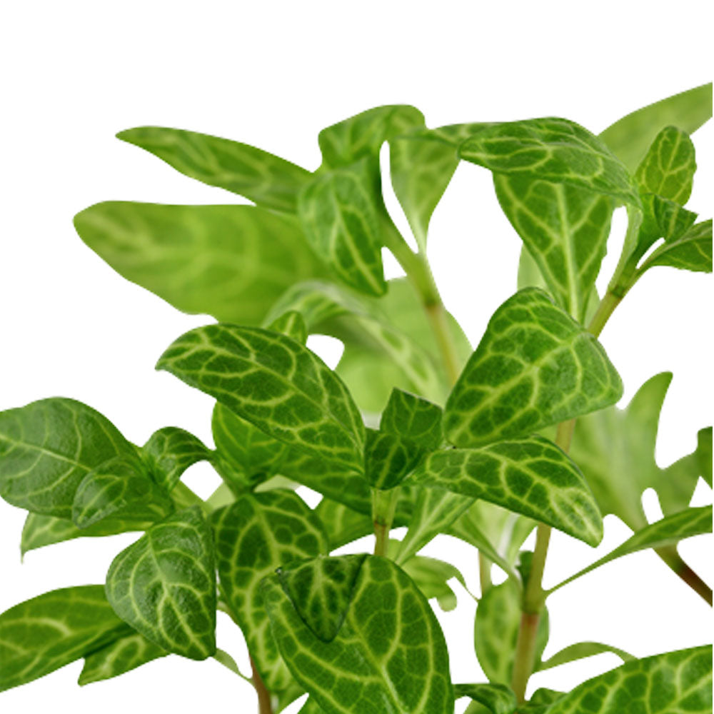 Hygrophila polysperma 'Rosanervig' potted 050B | Potted Plants | Largest Tropical Fish Selection at Your Local Fish Store