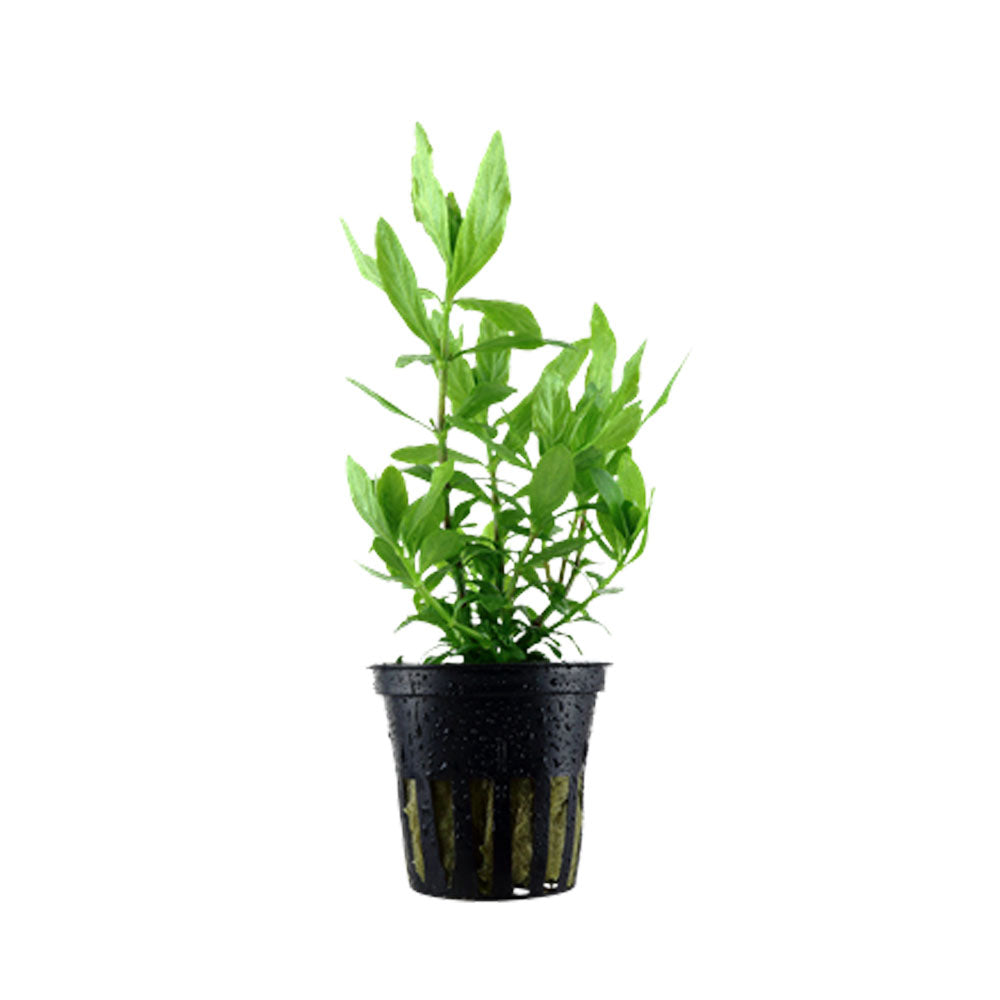 Hygrophila polysperma potted 050 | Potted Plants | Largest Tropical Fish Selection at Your Local Fish Store