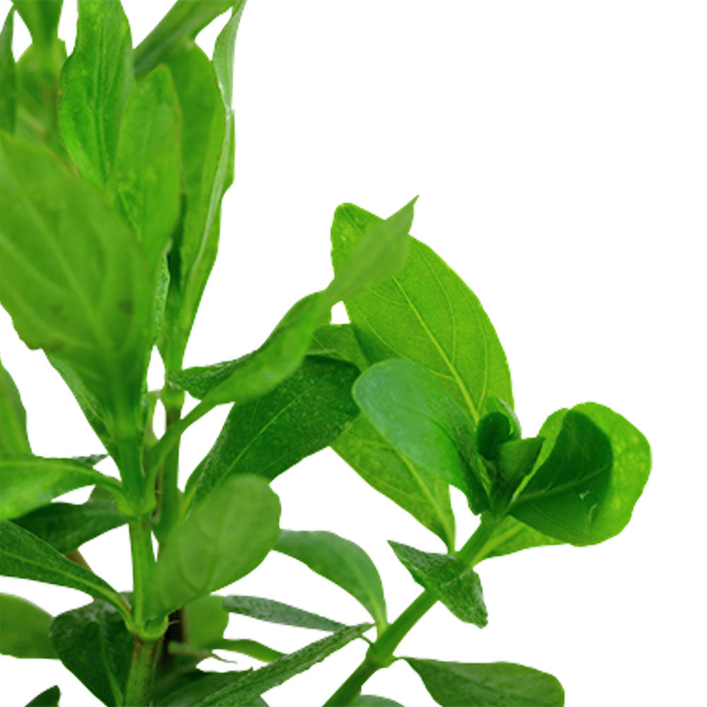 Hygrophila polysperma potted 050 | Potted Plants | Largest Tropical Fish Selection at Your Local Fish Store