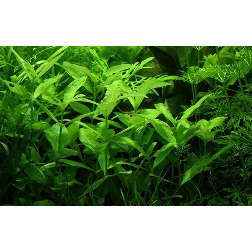 Hygrophila polysperma potted 050 | Potted Plants | Largest Tropical Fish Selection at Your Local Fish Store