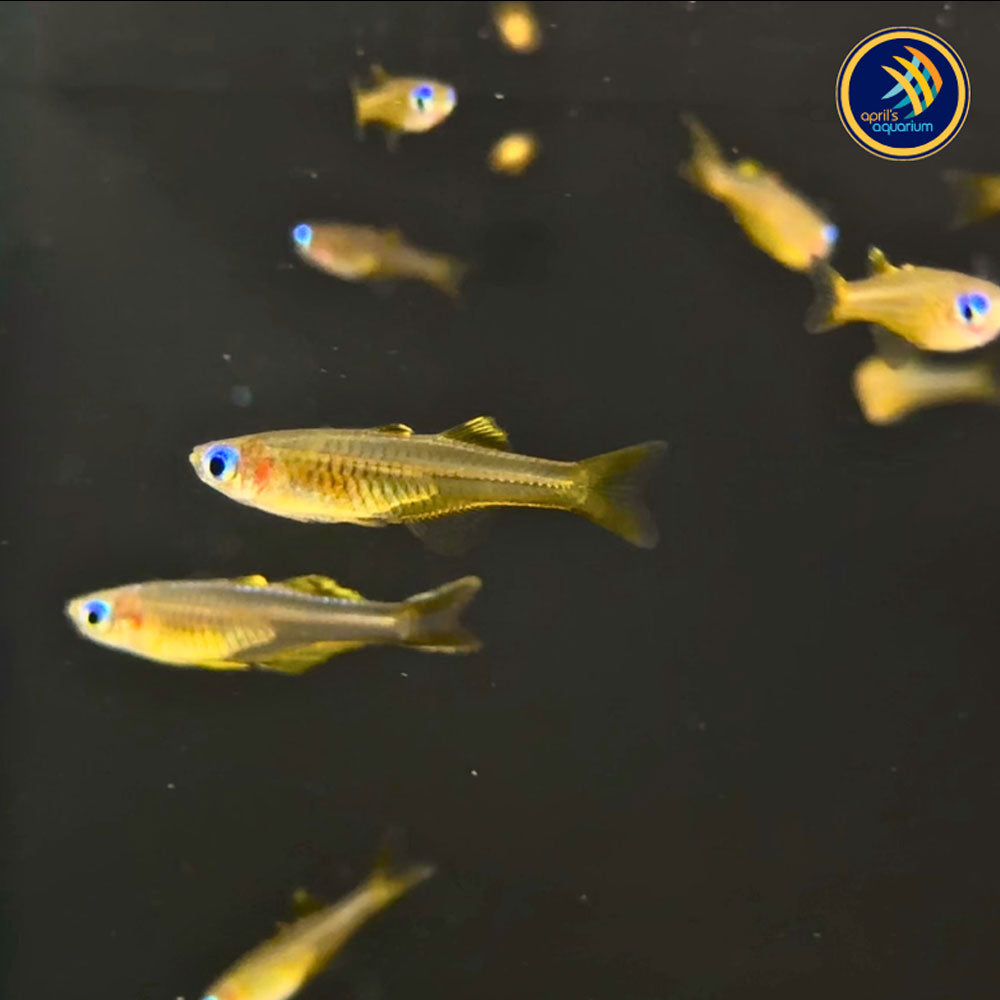 Ivantsoff's Blue-Eye Rainbow (Pseudomugil ivantsoffi) 2cm | Rainbowfish Killifish & Danios | Largest Tropical Fish Selection at Your Local Fish Store