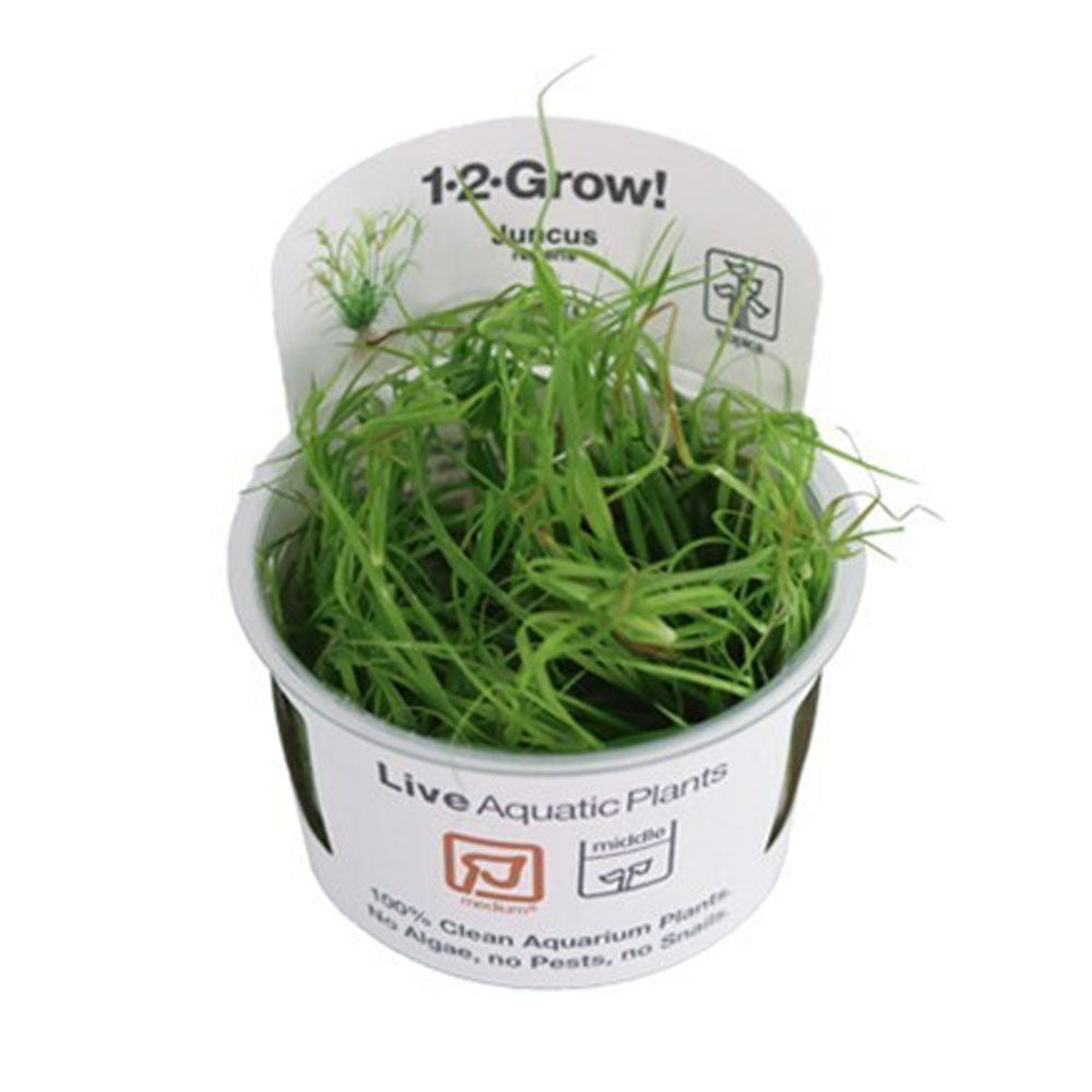 Juncus repens 1-2-Grow 133F TC | Tissue Cultures | Largest Tropical Fish Selection at Your Local Fish Store