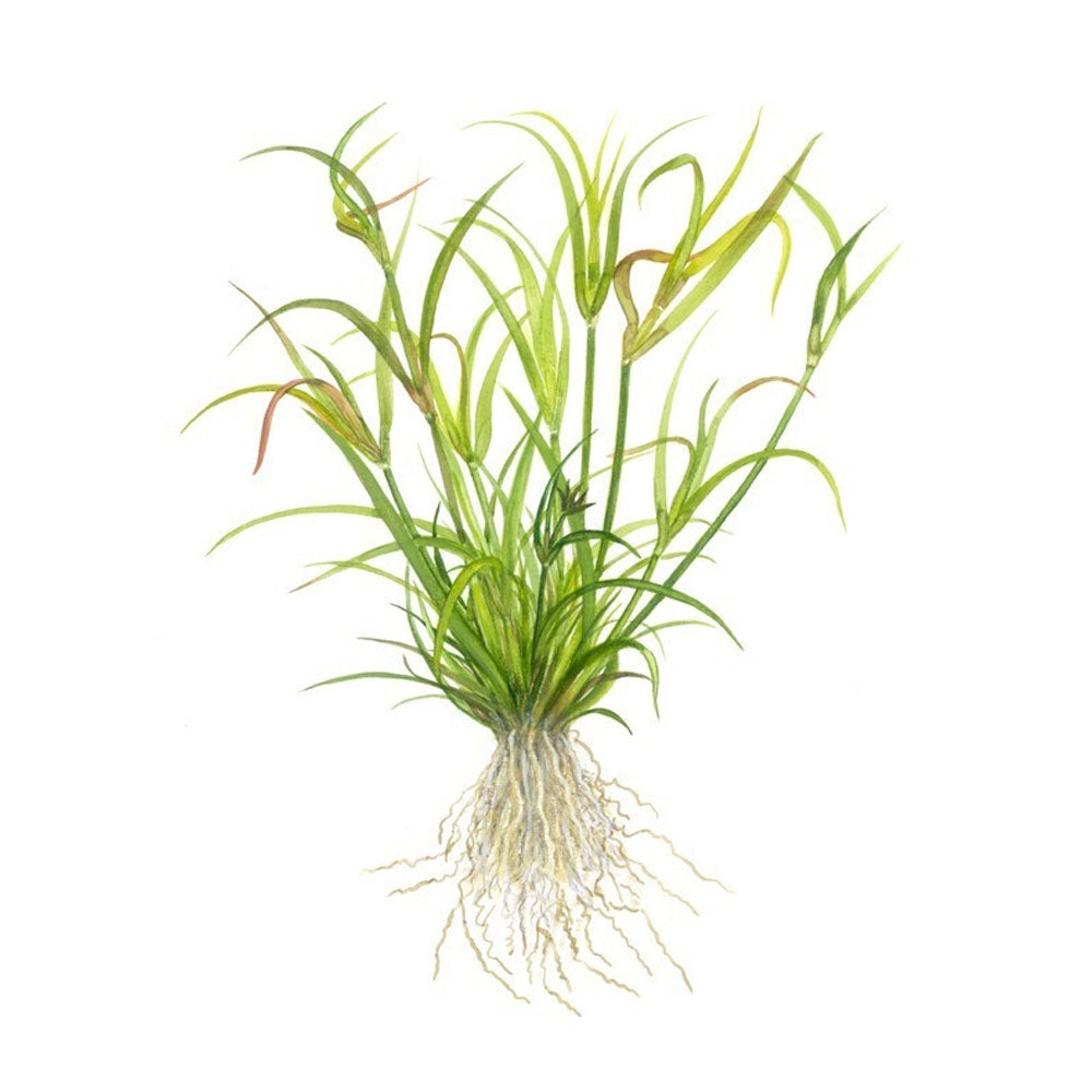 Juncus repens 1-2-Grow 133F TC | Tissue Cultures | Largest Tropical Fish Selection at Your Local Fish Store