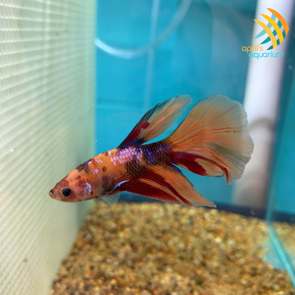 Candy Koi Halfmoon Betta | Bettas | Largest Tropical Fish Selection at Your Local Fish Store