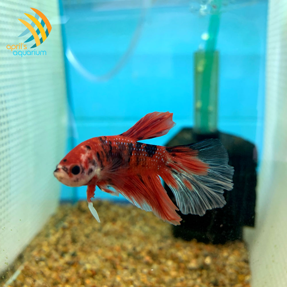 Candy Koi Halfmoon Betta | Bettas | Largest Tropical Fish Selection at Your Local Fish Store