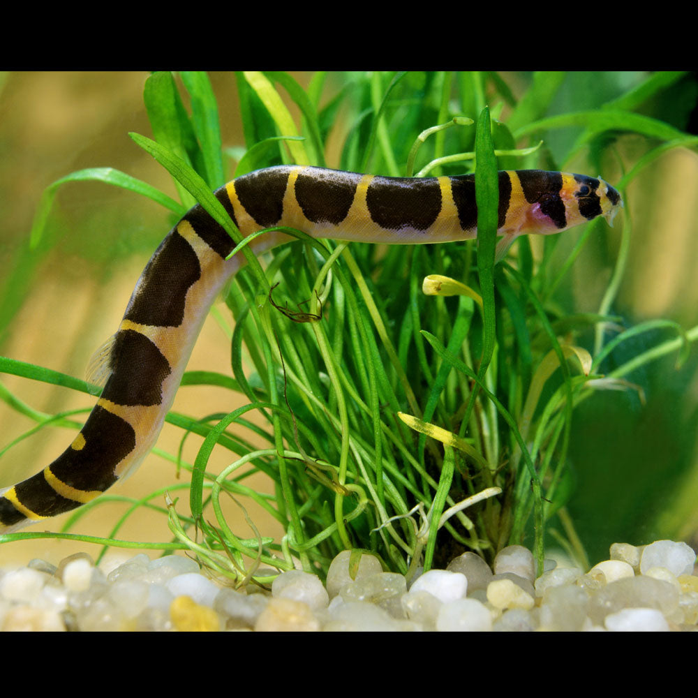 Kuhli Loach (Pangio kuhlii) 5cm | Catfish Loaches & Plecos | Largest Tropical Fish Selection at Your Local Fish Store
