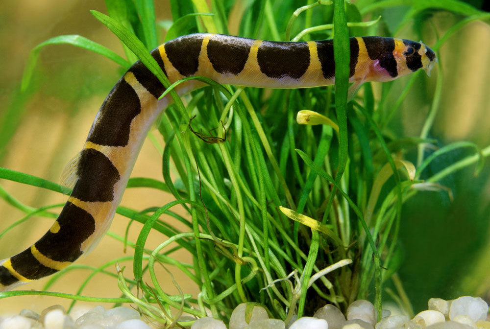 Kuhli Loach (Pangio kuhlii) | Catfish Loaches & Plecos | Largest Tropical Fish Selection at Your Local Fish Store
