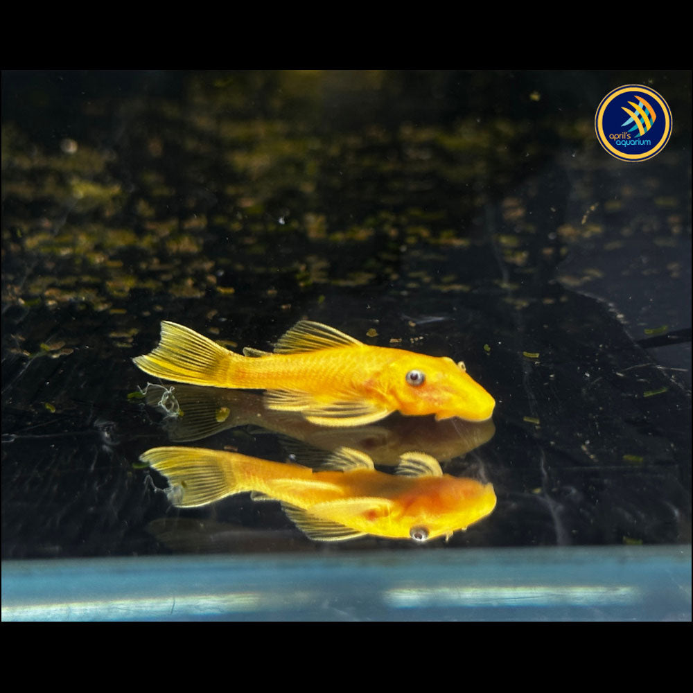 L144 Lemon Blue Eye Bristlenose | Catfish Loaches & Plecos | Largest Tropical Fish Selection at Your Local Fish Store