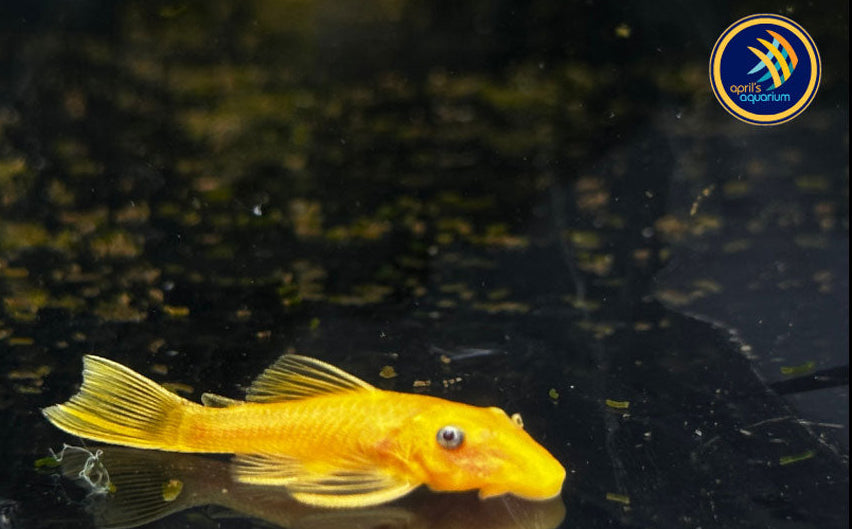 L144 Lemon Blue Eye Bristlenose | Catfish Loaches & Plecos | Largest Tropical Fish Selection at Your Local Fish Store