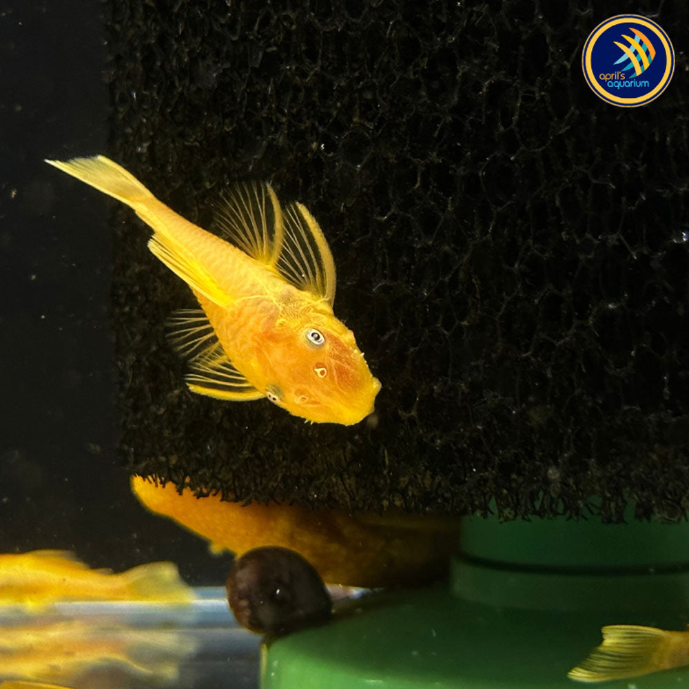 L144 Lemon Blue Eye Bristlenose | Catfish Loaches & Plecos | Largest Tropical Fish Selection at Your Local Fish Store