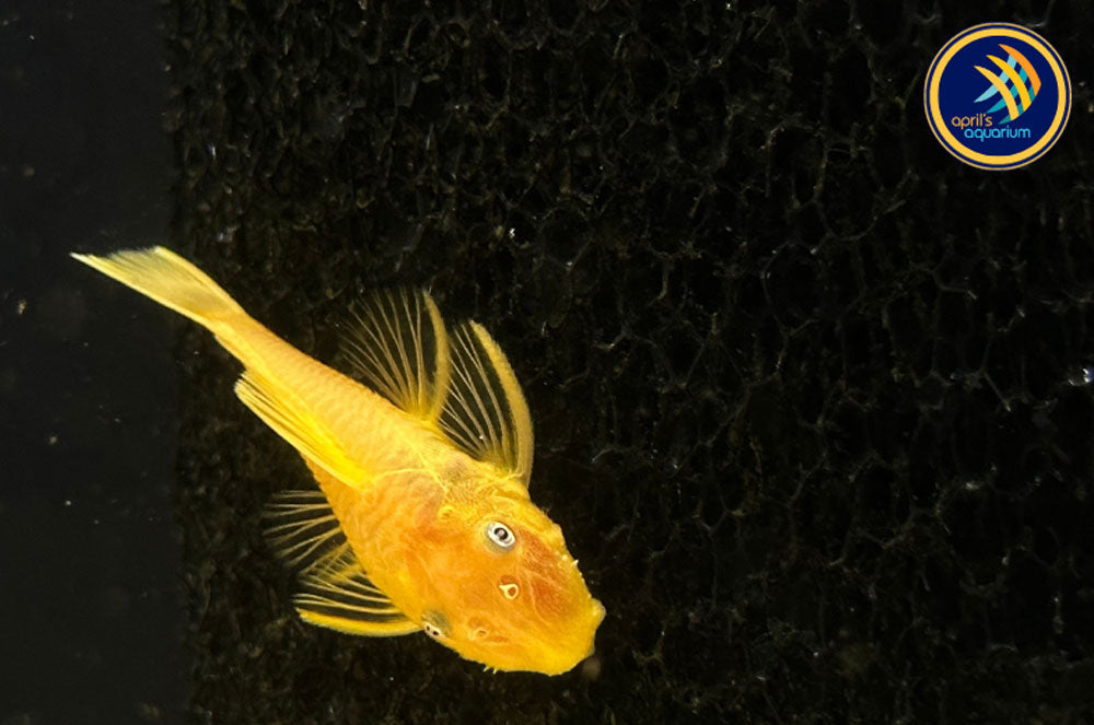 L144 Lemon Blue Eye Bristlenose | Catfish Loaches & Plecos | Largest Tropical Fish Selection at Your Local Fish Store