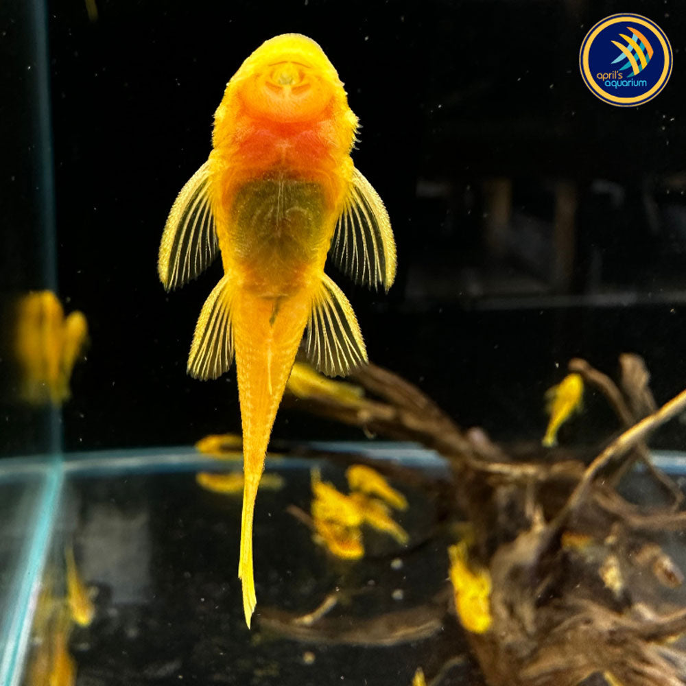 L144 Lemon Blue Eye Bristlenose | Catfish Loaches & Plecos | Largest Tropical Fish Selection at Your Local Fish Store
