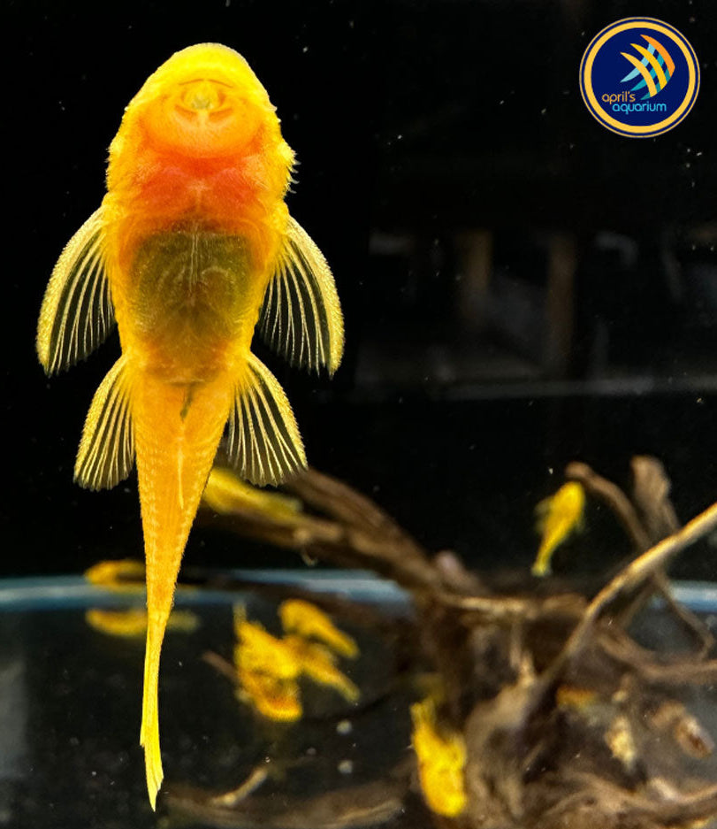 L144 Lemon Blue Eye Bristlenose | Catfish Loaches & Plecos | Largest Tropical Fish Selection at Your Local Fish Store