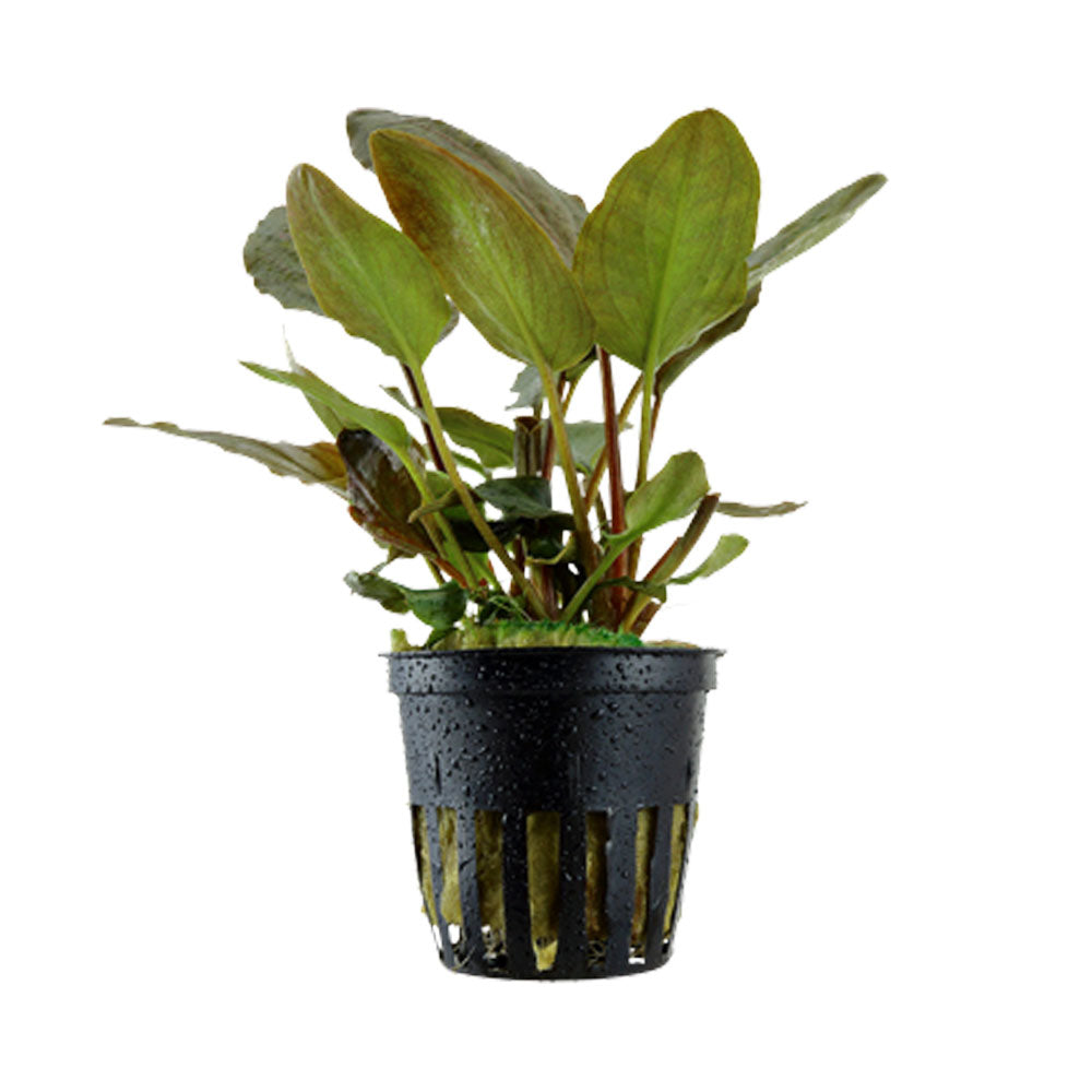Lagenandra meeboldii 'Red' potted 103 | Potted Plants | Largest Tropical Fish Selection at Your Local Fish Store