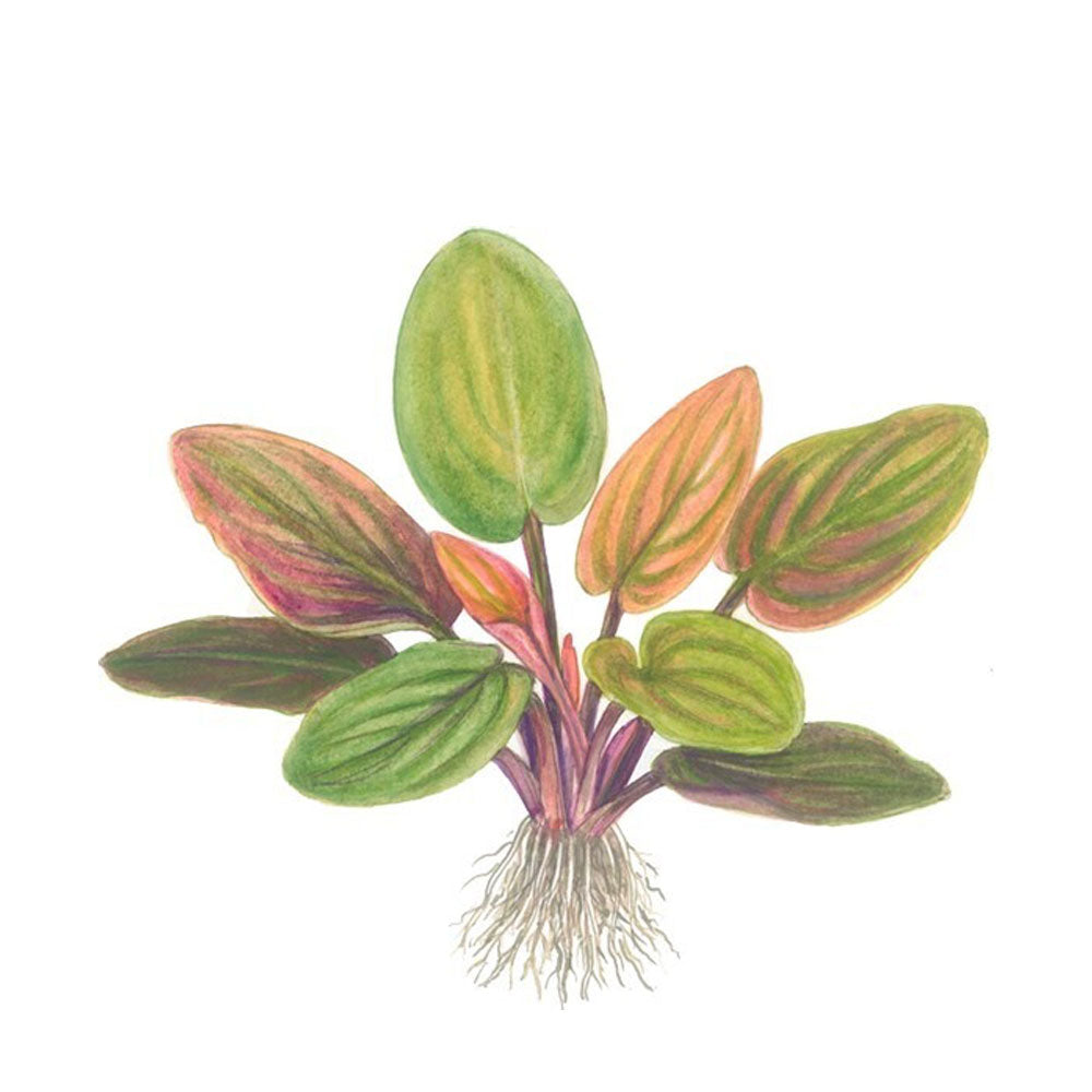 Lagenandra meeboldii 'Red' potted 103 | Potted Plants | Largest Tropical Fish Selection at Your Local Fish Store