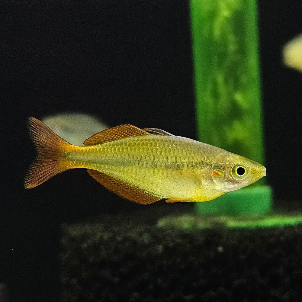 Lake Tebera Rainbowfish 4-5cm | Rainbowfish Killifish & Danios | Largest Tropical Fish Selection at Your Local Fish Store