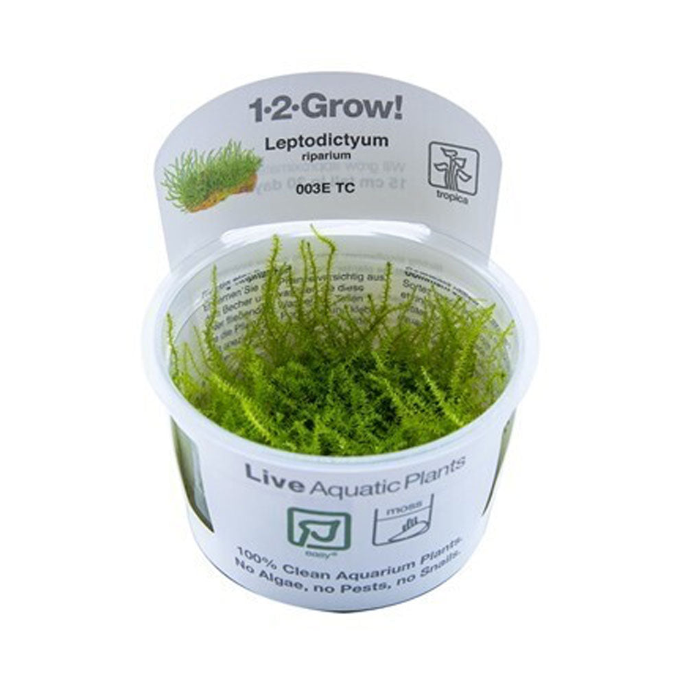 Leptodictyum riparium 003E TC | Tissue Cultures | Largest Tropical Fish Selection at Your Local Fish Store