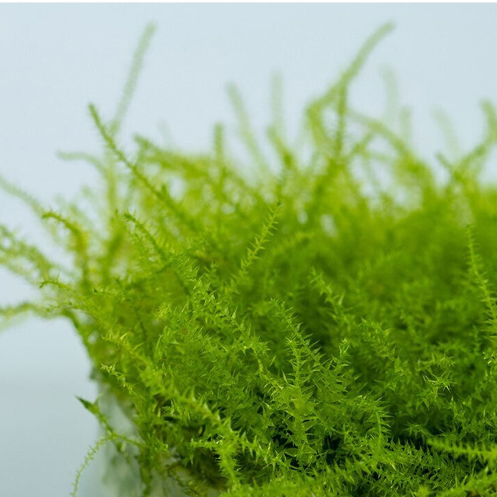 Leptodictyum riparium 003E TC | Tissue Cultures | Largest Tropical Fish Selection at Your Local Fish Store