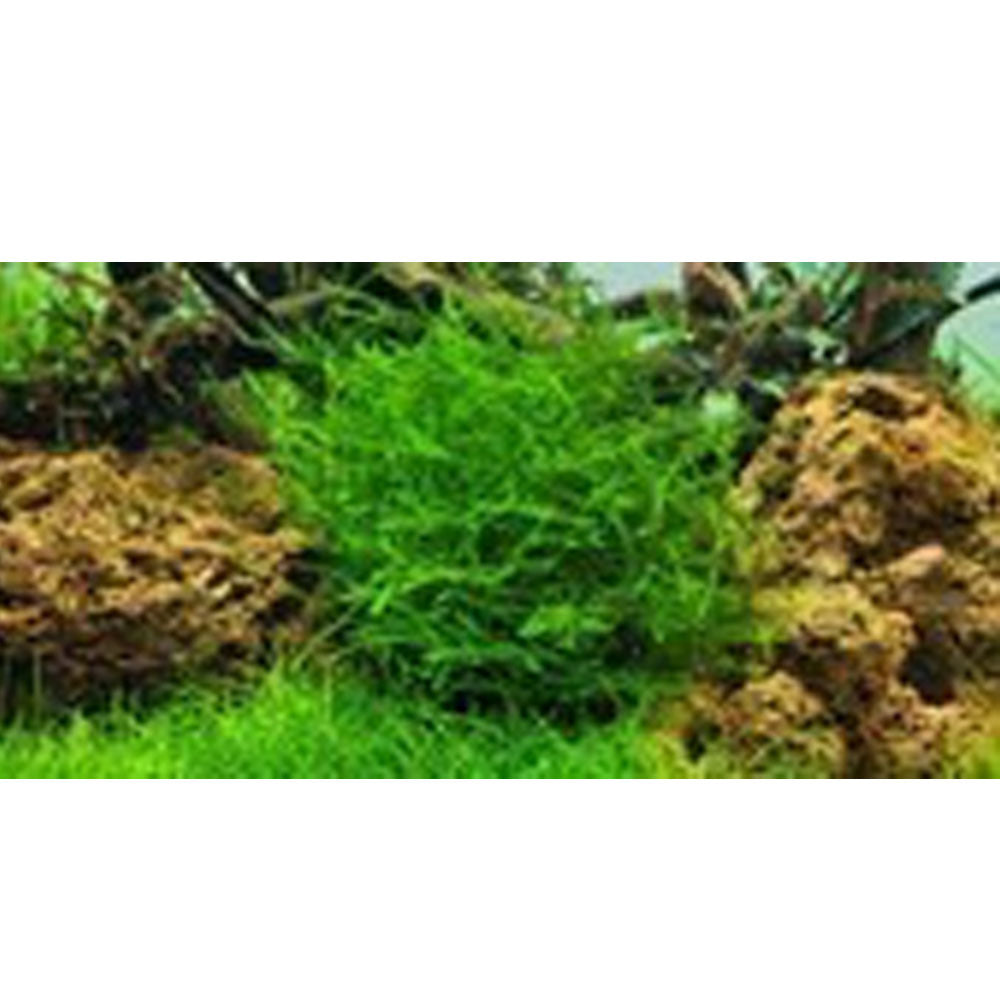 Leptodictyum riparium 003E TC | Tissue Cultures | Largest Tropical Fish Selection at Your Local Fish Store