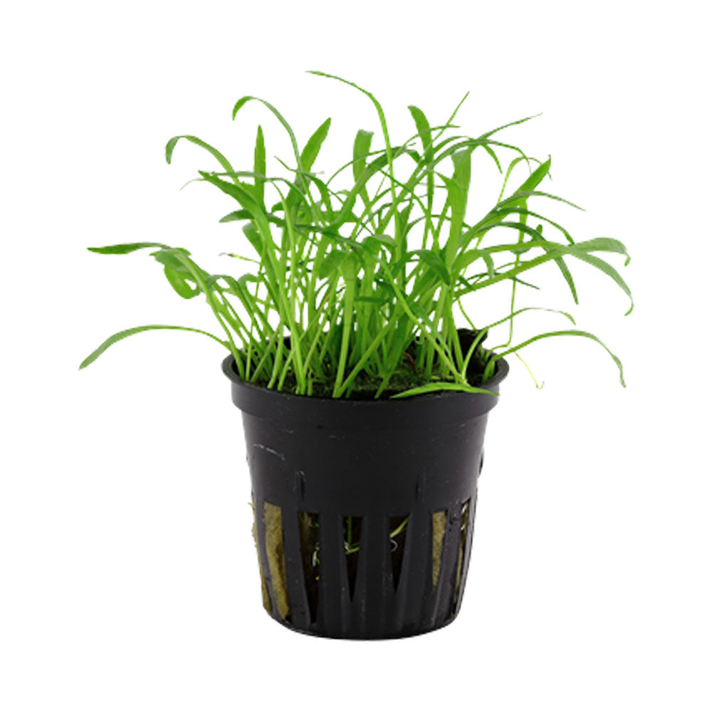 Lilaeopsis brasiliensis 1-2-Grow 040 TC | Tissue Cultures | Largest Tropical Fish Selection at Your Local Fish Store