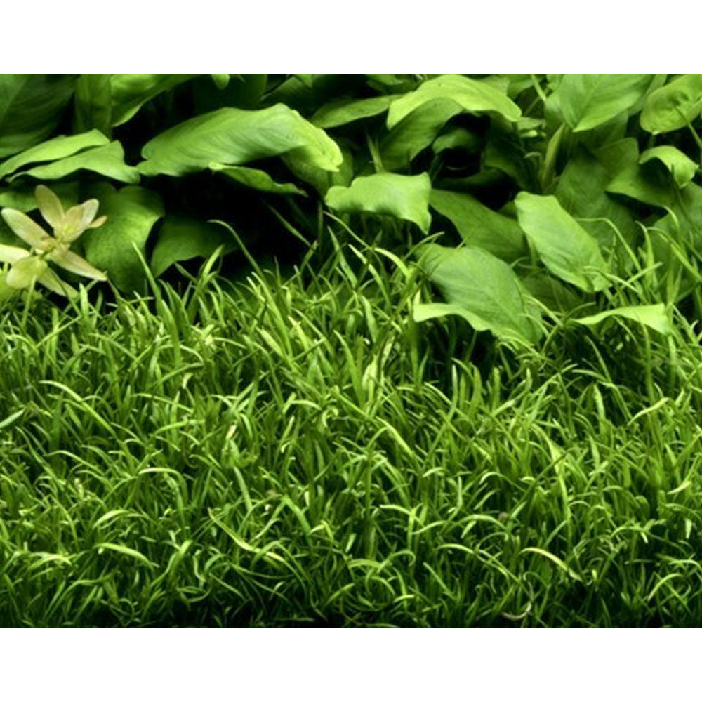 Lilaeopsis brasiliensis 1-2-Grow 040 TC | Tissue Cultures | Largest Tropical Fish Selection at Your Local Fish Store