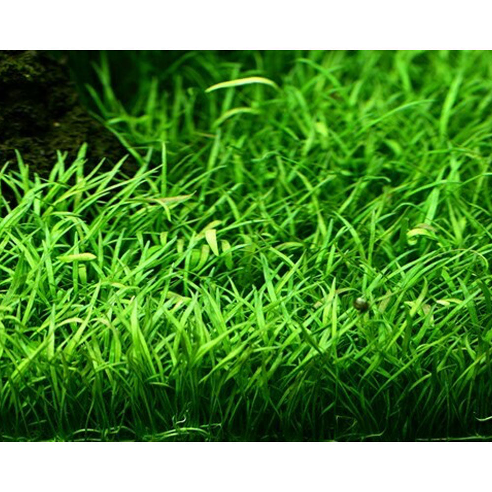 Lilaeopsis brasiliensis 1-2-Grow 040 TC | Tissue Cultures | Largest Tropical Fish Selection at Your Local Fish Store