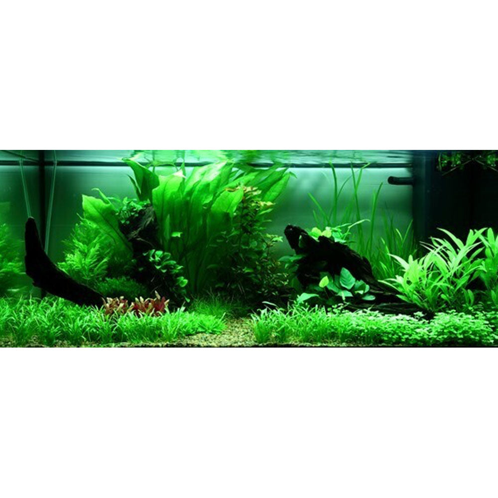 Lilaeopsis brasiliensis potted 040 | Potted Plants | Largest Tropical Fish Selection at Your Local Fish Store