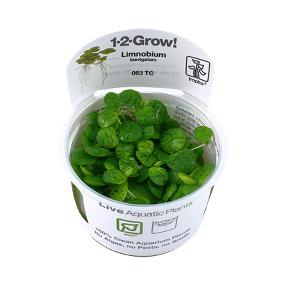 Limnobium laevigatum 1-2-Grow 063 TC (Amazon Frogbit) | Tissue Cultures | Largest Tropical Fish Selection at Your Local Fish Store