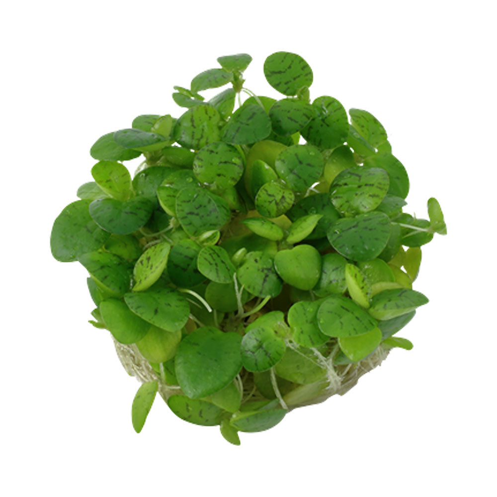 Limnobium laevigatum 1-2-Grow 063 TC (Amazon Frogbit) | Tissue Cultures | Largest Tropical Fish Selection at Your Local Fish Store