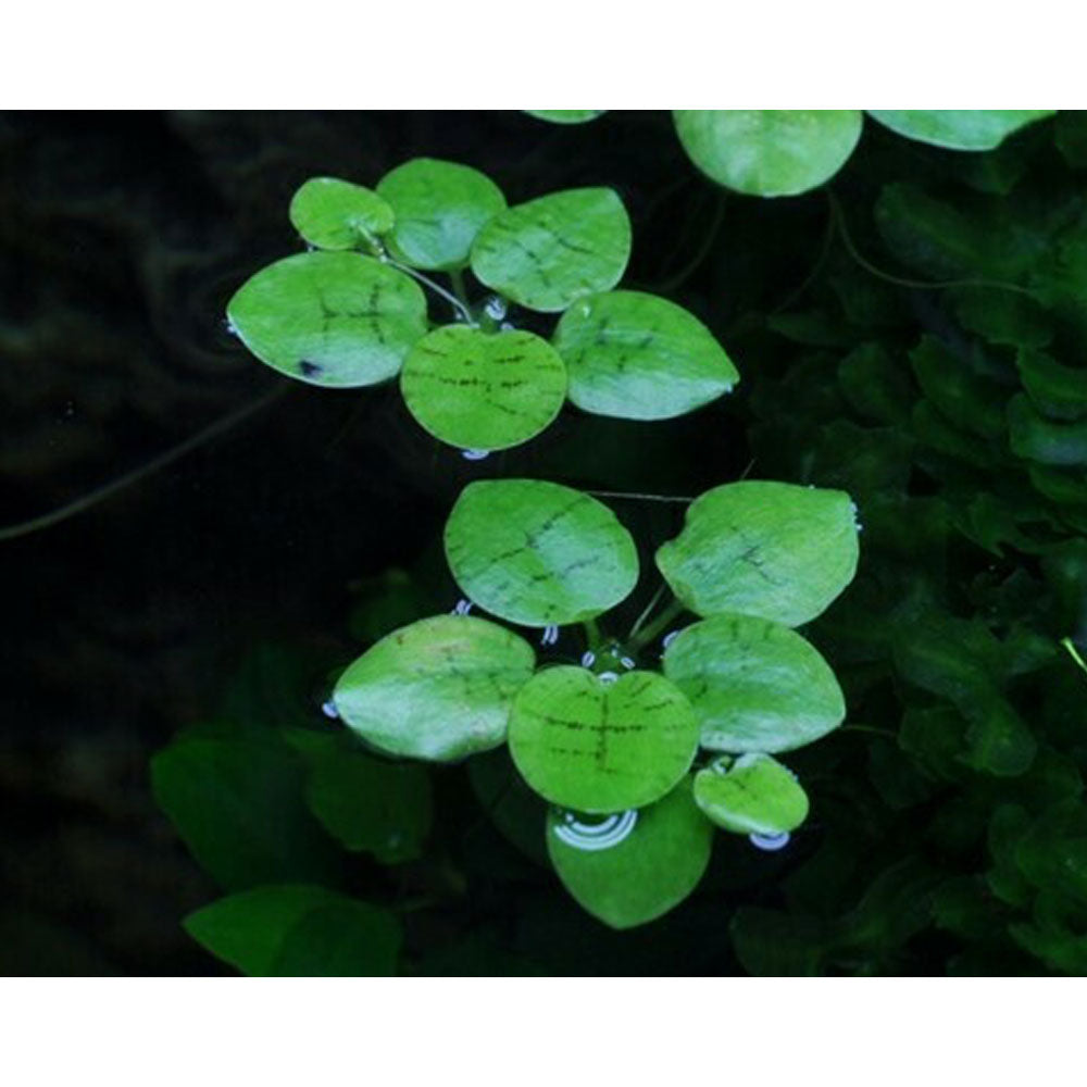 Limnobium laevigatum 1-2-Grow 063 TC (Amazon Frogbit) | Tissue Cultures | Largest Tropical Fish Selection at Your Local Fish Store